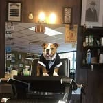 Benny Barber Bulldog - @bennybarberbulldog - Instagram