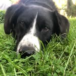 Benny ❤️ - @benny_barenhund_mix - Instagram