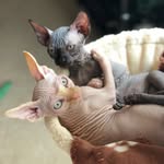 🐈 Benedict & Barrington 🐈 - @bennybarrysphynx - Instagram