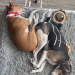 Benny & Baxter - @tails_of_bnb - Instagram