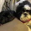 Benny & Baxter - @the2shihtzybois - TikTok