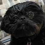 Benny & Baxter Bergery - @ohshihtzu_itsbenandbaxb - Instagram