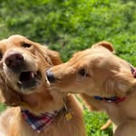 Benny & Baxter Golden Brothers - @bennyandbax - Instagram