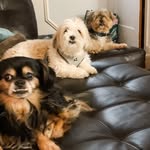Benny, Baxter, & Boots - @ben_bax_boots - Instagram