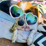 Benny Baxter Casillas Crow - @bennylikestobark - Instagram