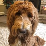 Benny-Baxter the Belladoodle - @bennybaxterthedood - Instagram