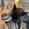 Puppie Central - @benny.baxter - TikTok