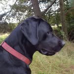 Tracey Phillips - @bennybaxterboys - Instagram