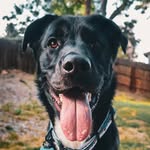 Benny & Heather's Adventures - @benny.the.beaver - Instagram