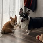 Benny and Winston the Corgis - @notbennythebeaver - Instagram