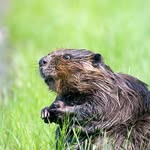 Benny Beaver - @lbsosu2019 - Instagram