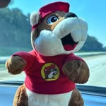 Benny Beaver - @bennyswildadventure - Instagram