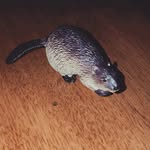 Benny the Beaver - @superr_benny - Instagram