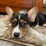 BENNY (Benedict Charles) - @benedict.thecorgi - Instagram