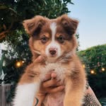 Benny Bernal 🐾 - @miniaussie.benny - Instagram
