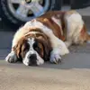 bennybernard24 - @heinzmom - TikTok