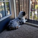 Benny & Bliss - @benny_bliss_ - Instagram