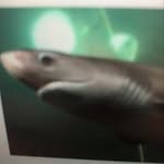 Benny The Bluntnose Shark - @bennythebluntnose - Instagram