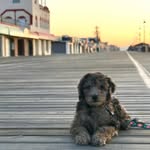 Benny DeVries 🐾 - @bennyontheboardwalk - Instagram
