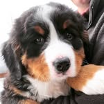 Benny On Board - @bennyonboard - Instagram