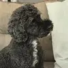 bennybohman - @bennybohman - TikTok