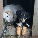 Ben Hewlett - @bennybolinas - Instagram