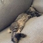 Benny Boon Johnson - @thatcat_benny - Instagram