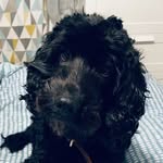 Ben - @bennyboo_the_cockerpoo - Instagram