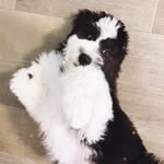 Benjamin - @bennyboo_the_sheepadoo - Instagram