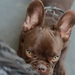 Benny - @benny_boo_thefrenchie - Instagram