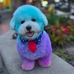 Benny - @bennyboo_thebichon - Instagram