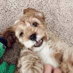 Benny - @bennyboo_thecockapoo - Instagram