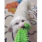 🐾Benny🐾 - @bennybooth_emal_ti.poo - Instagram