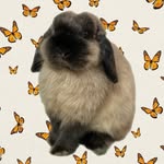 Benny - @bennyboothebunny - Instagram