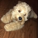Benny - @bennyboothecockapoo - Instagram