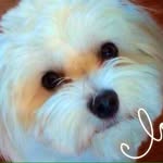 Benny Boo - @bennyboothemaltese - Instagram