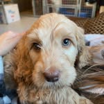 benny boo - @bennyboo.the.labradoo - Instagram