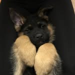 Benny Boo - @bennyboothegsd - Instagram