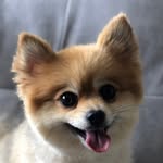 Benny Boo the Rescue - @bennybootherescue - Instagram