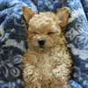 Benny the Jet - @bennyboothemaltipoo - TikTok