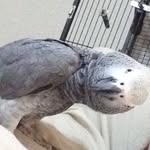 Bennyboo - @bennyboo_the_african_grey - Instagram