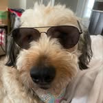 @bennybootheaussiedoo - Instagram