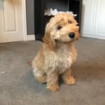 Benson 🐶 - @bennyboothecockapoo_ - Instagram