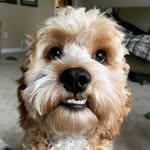 Bentley - @bennyboo.the.cockapoo - Instagram