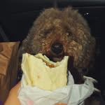 Bentley Cooper - @bennyboothepoodle - Instagram