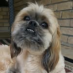 Bentley the Shih Tzu - @bennyboothetzu - Instagram