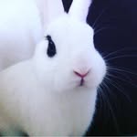 BenyBoo - @bennyboo_therabbit - Instagram