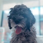 Eggs Benny 🍳 - @bennyboo_thecockapoo_ - Instagram