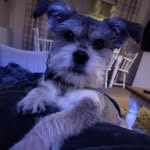 Emma green - @benny_boo_the_rescue - Instagram