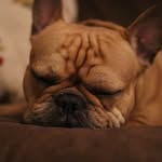Yvette Nicole Juarez - @benny_boo_the_frenchie - Instagram